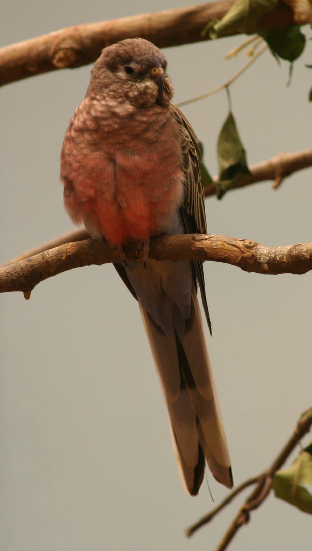 Bourke's Parrot