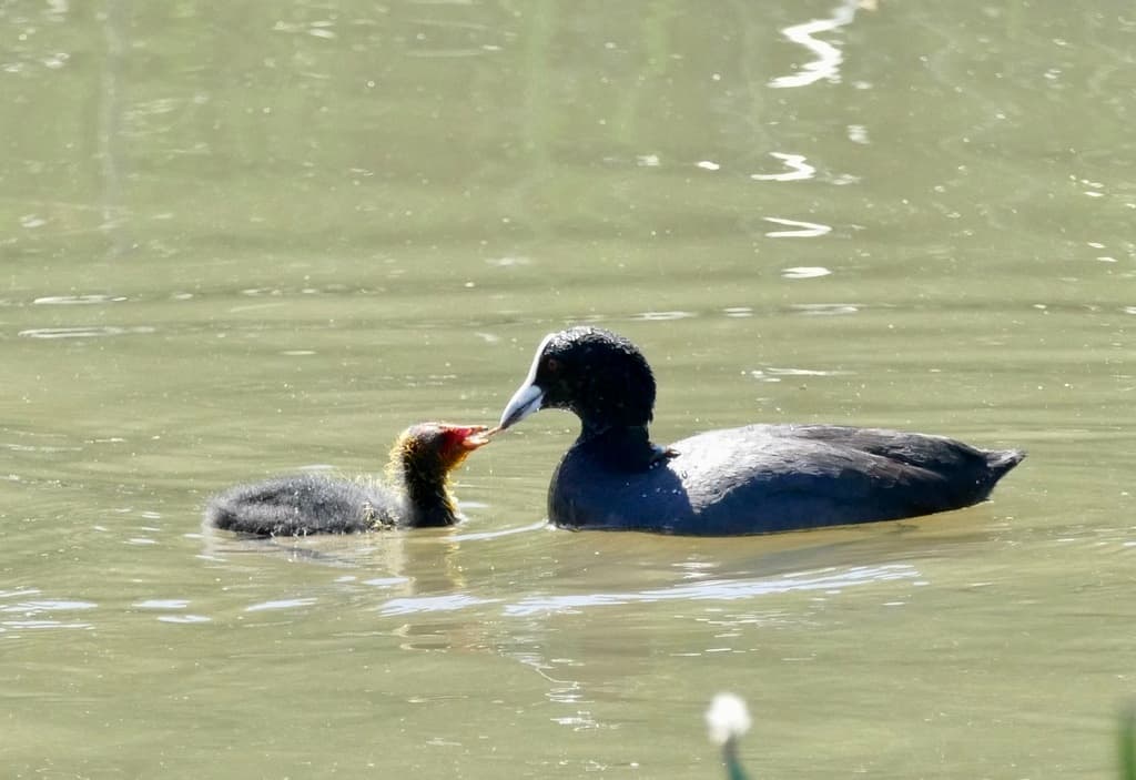 Eurasian Coot