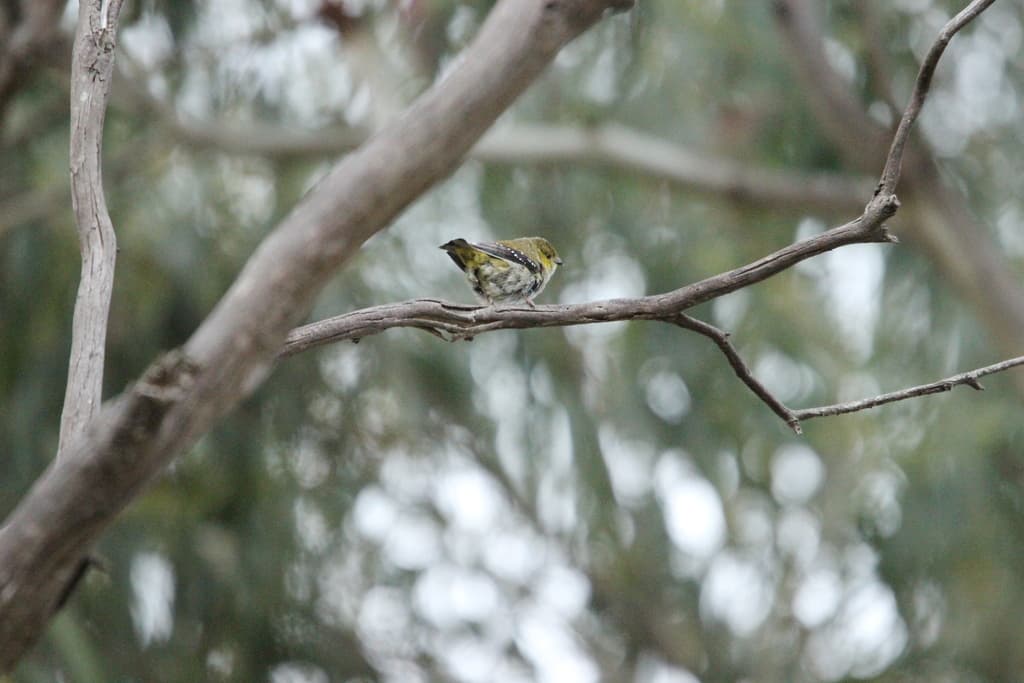 Forty-spotted Pardalote
