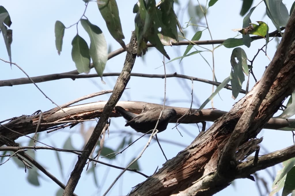 Red-browed Treecreeper