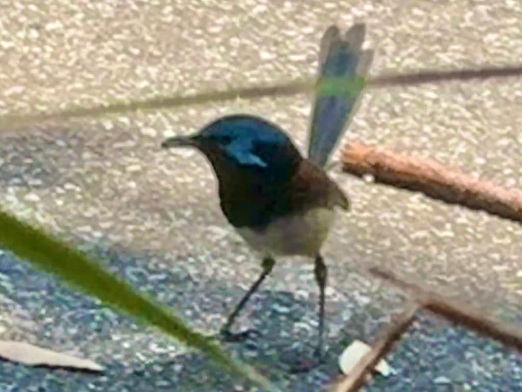 Red-winged Fairywren