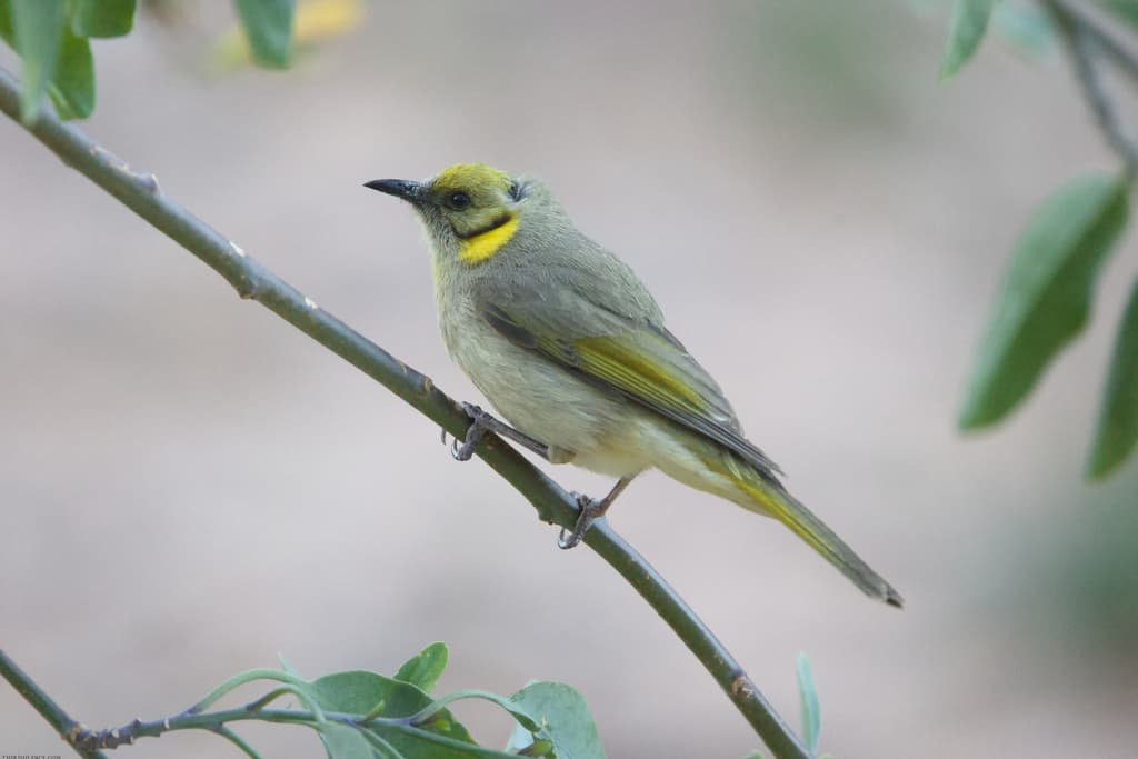 Grey-fronted Honeyeater