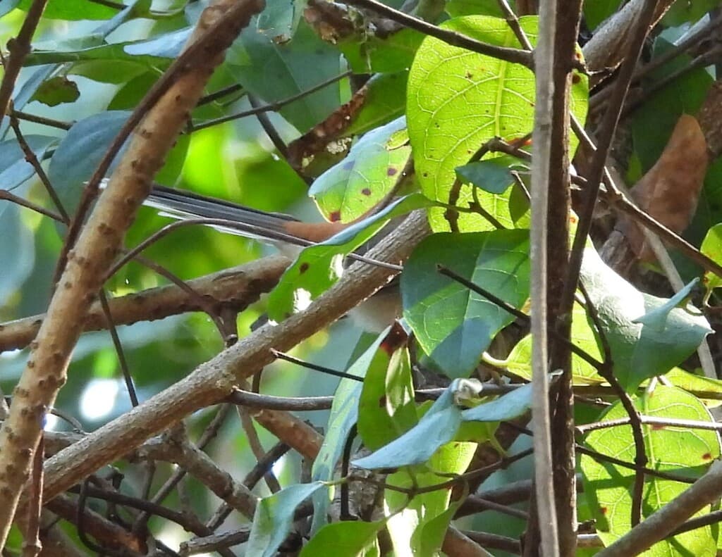 Arafura Fantail