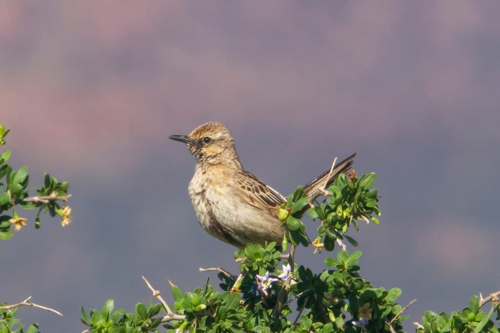 Brown Songlark