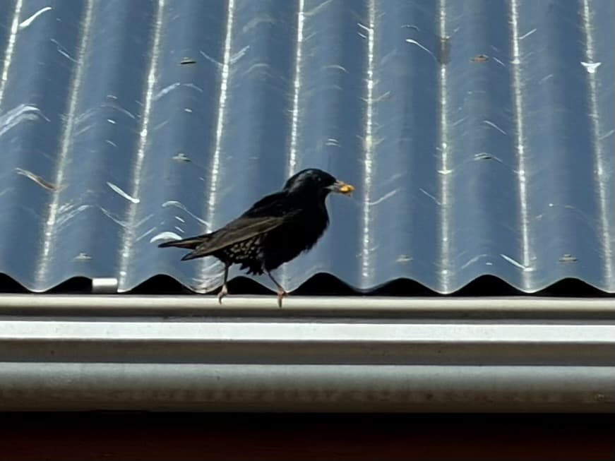 Common Starling
