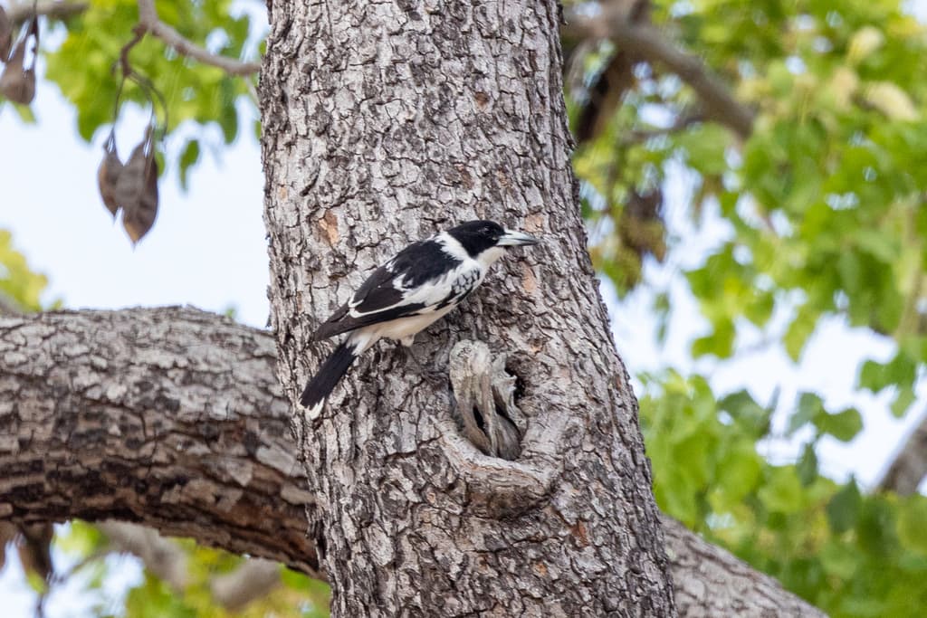 Black-backed Butcherbird