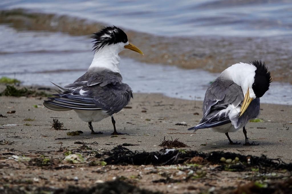 Greater Crested Tern