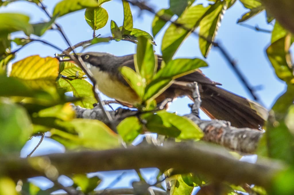 Grey-crowned Babbler