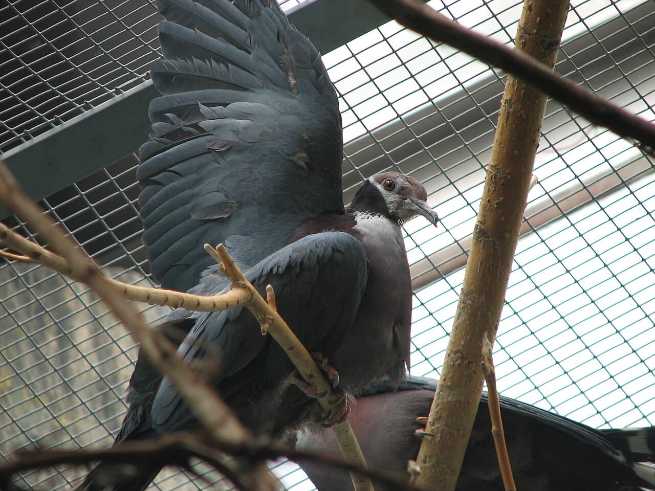 Collared Imperial Pigeon