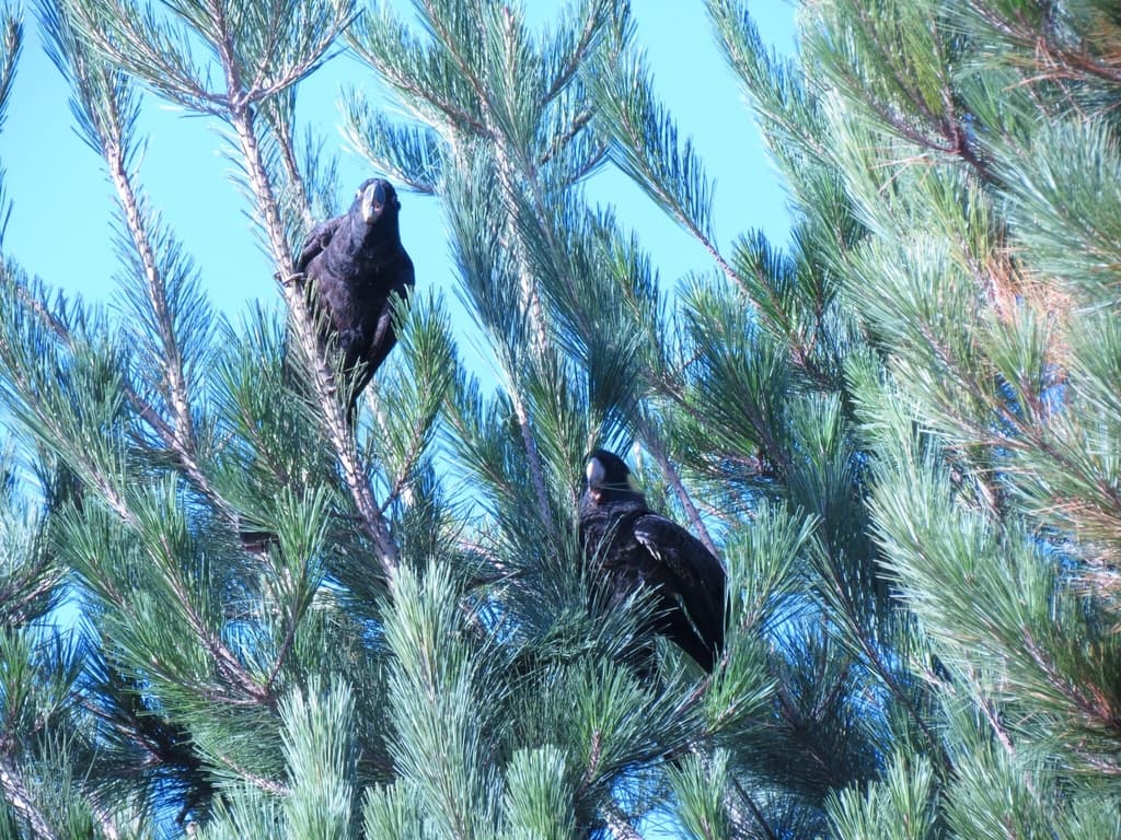 Yellow-tailed Black Cockatoo
