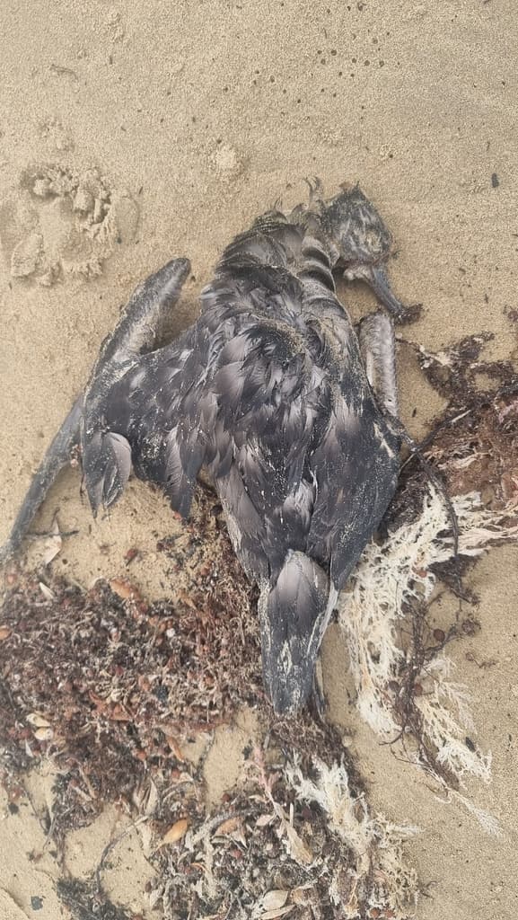 Short-tailed Shearwater