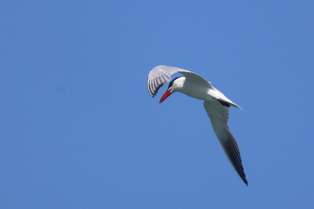 Caspian Tern