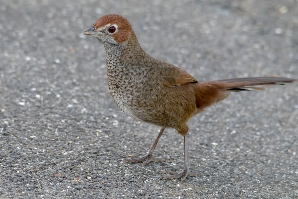 Rufous Bristlebird