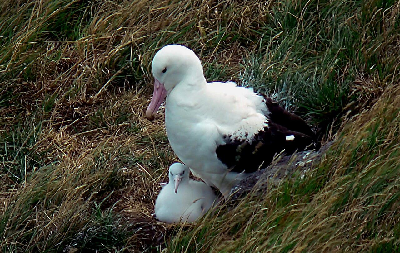 Northern Royal Albatross