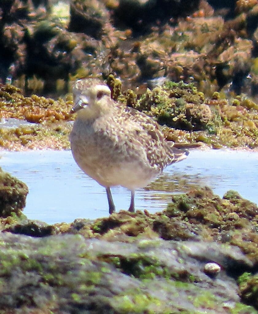 Pacific Golden Plover