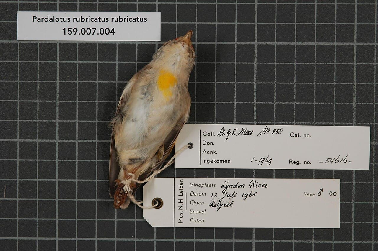 Red-browed Pardalote