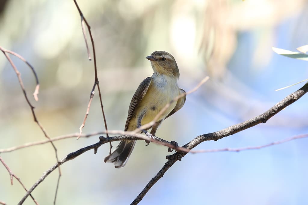 Weebill