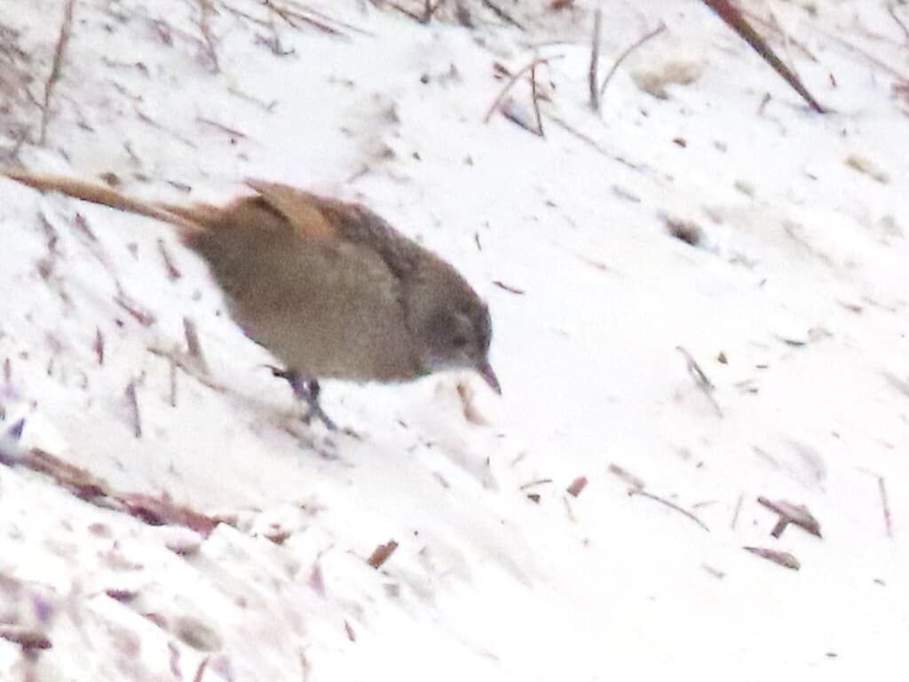 Western Bristlebird
