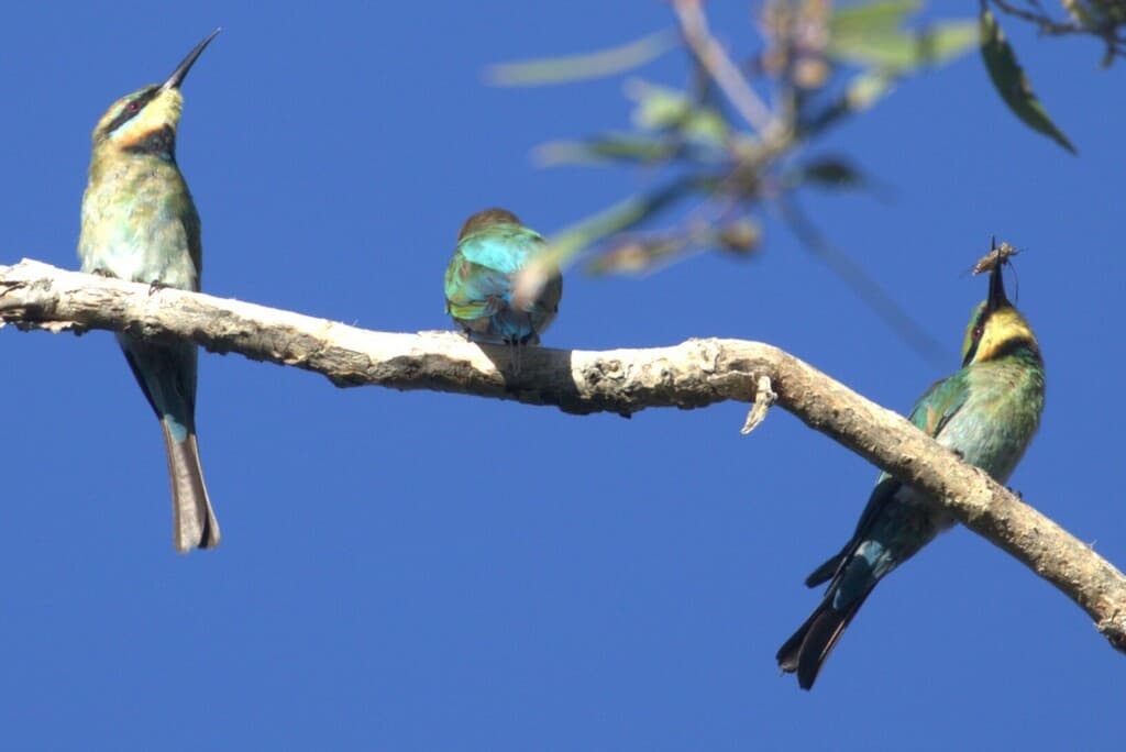 Rainbow Bee-eater