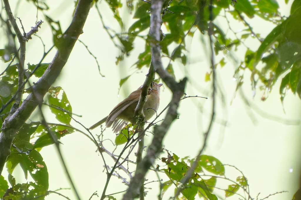 Grey Whistler