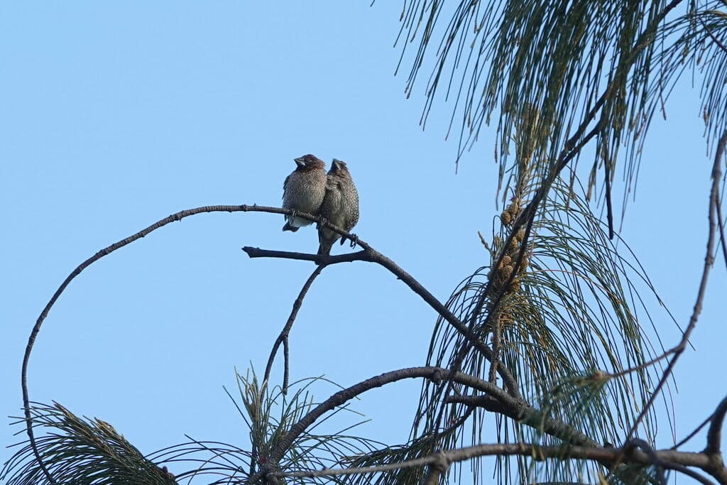 Scaly-breasted Munia