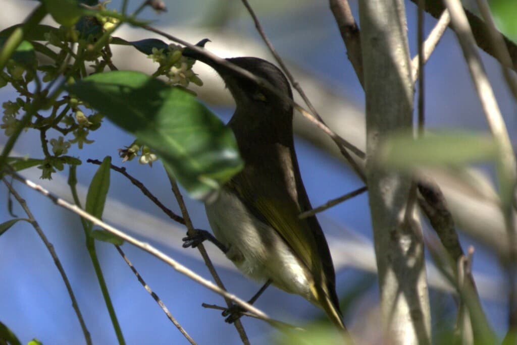 Brown Honeyeater