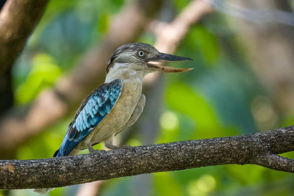 Blue-winged Kookaburra