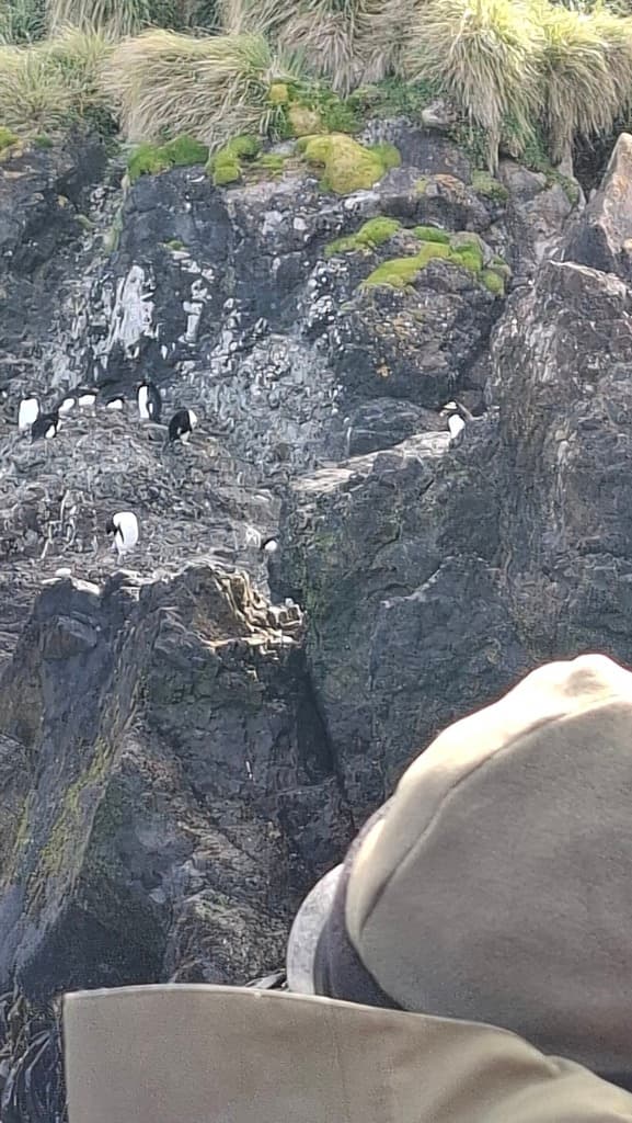 Western Rockhopper Penguin
