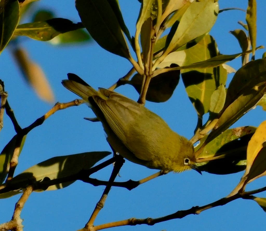 Canary White-eye