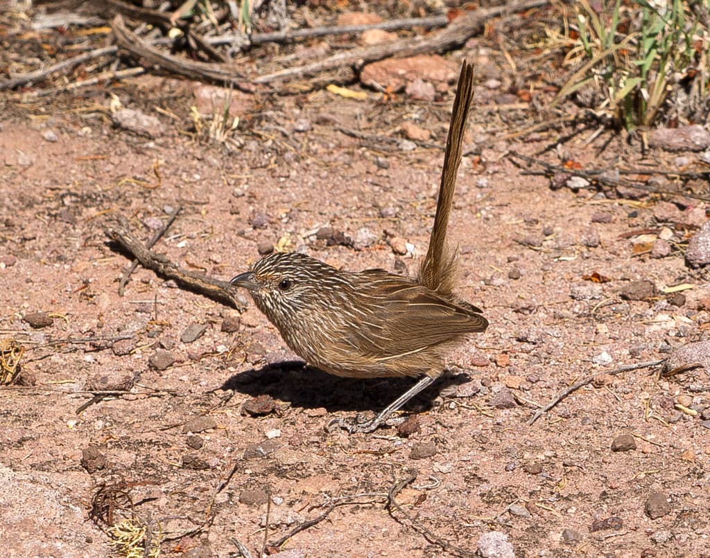 Western Grasswren