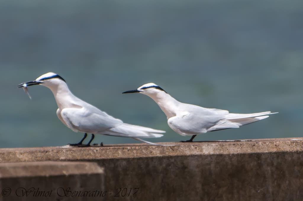 Black-naped Tern