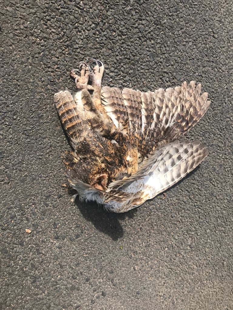 Australian Masked Owl