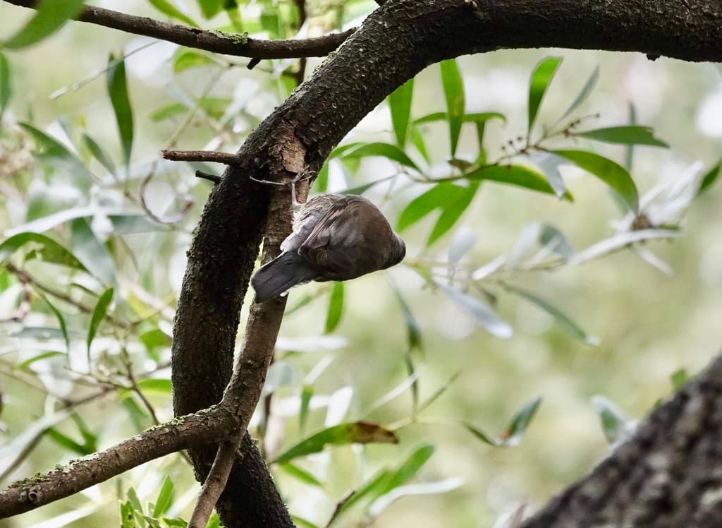White-throated Treecreeper