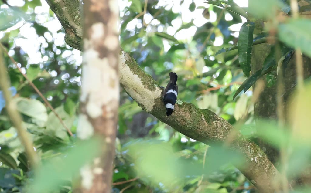 Pied Monarch