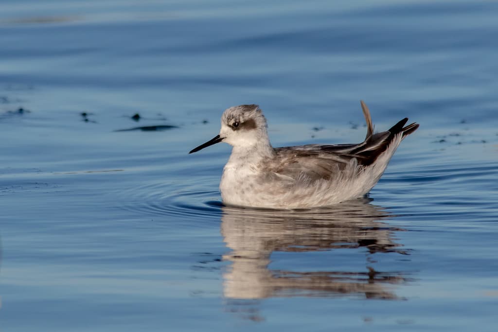 Red-necked Phalarope