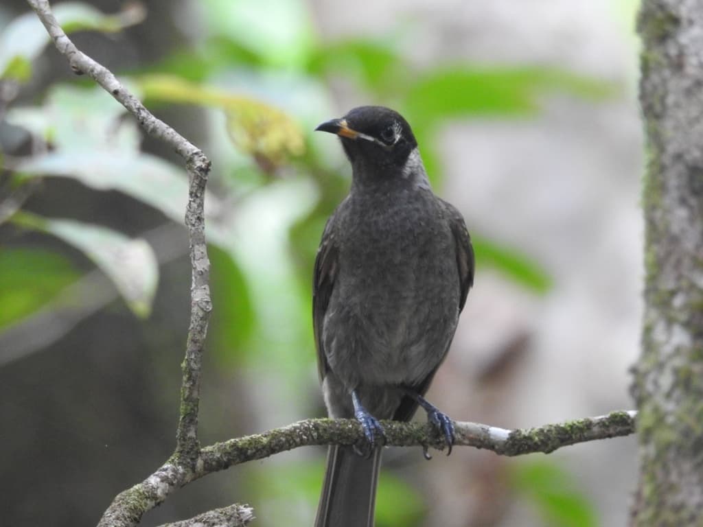 Bridled Honeyeater