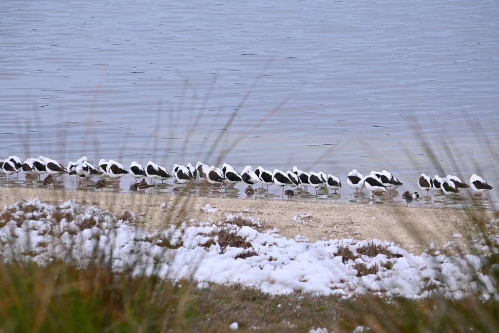 Banded Stilt