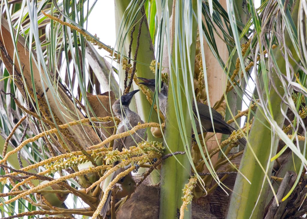 Little Friarbird