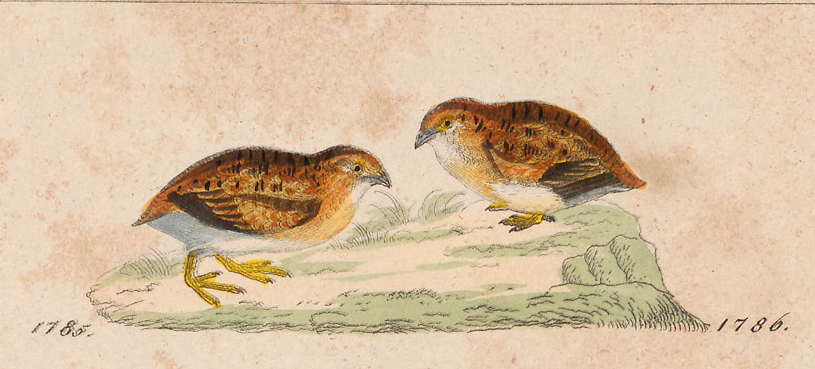 Little Buttonquail