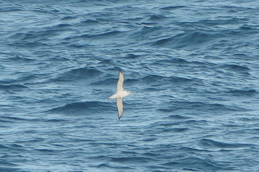 Shy Albatross
