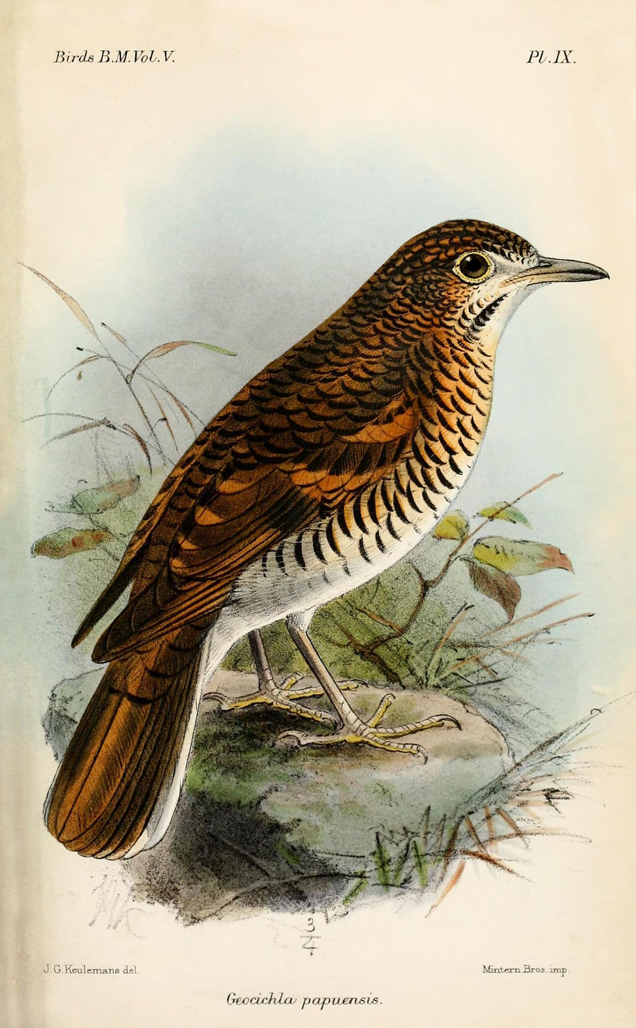 Russet-tailed Thrush