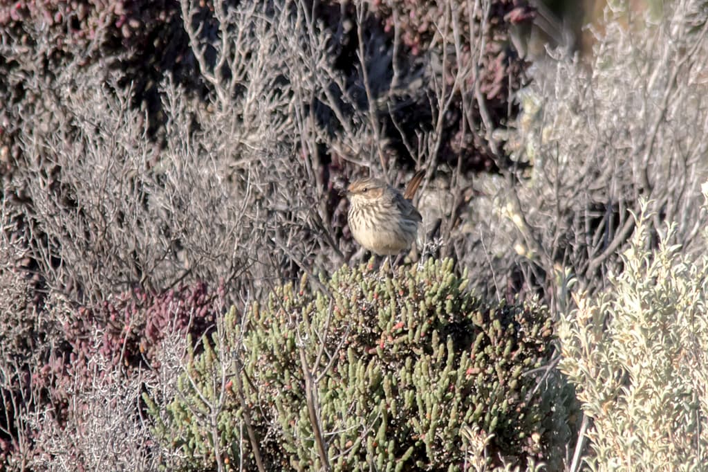 Rufous Fieldwren