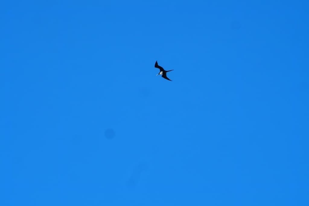 Great Frigatebird