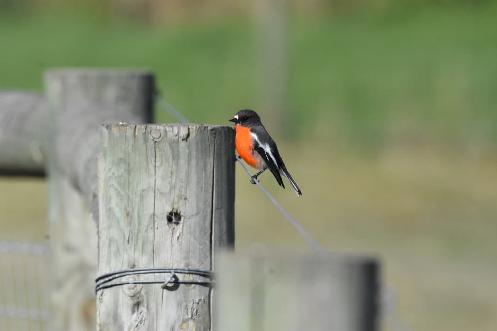 Flame Robin