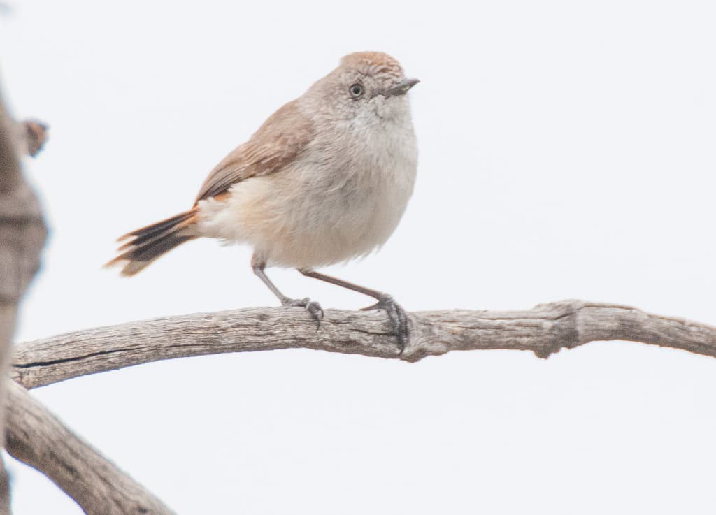 Chestnut-rumped Thornbill
