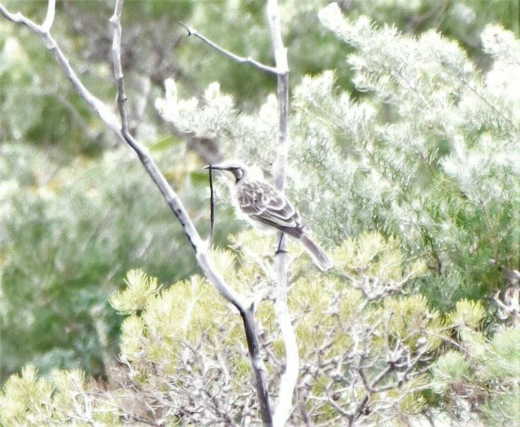 Tawny-crowned Honeyeater