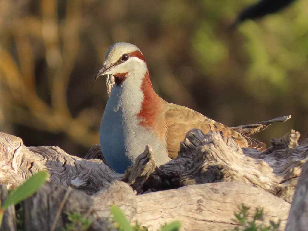 Brush Bronzewing