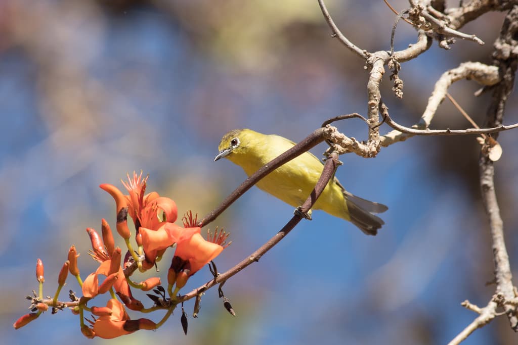 Canary White-eye