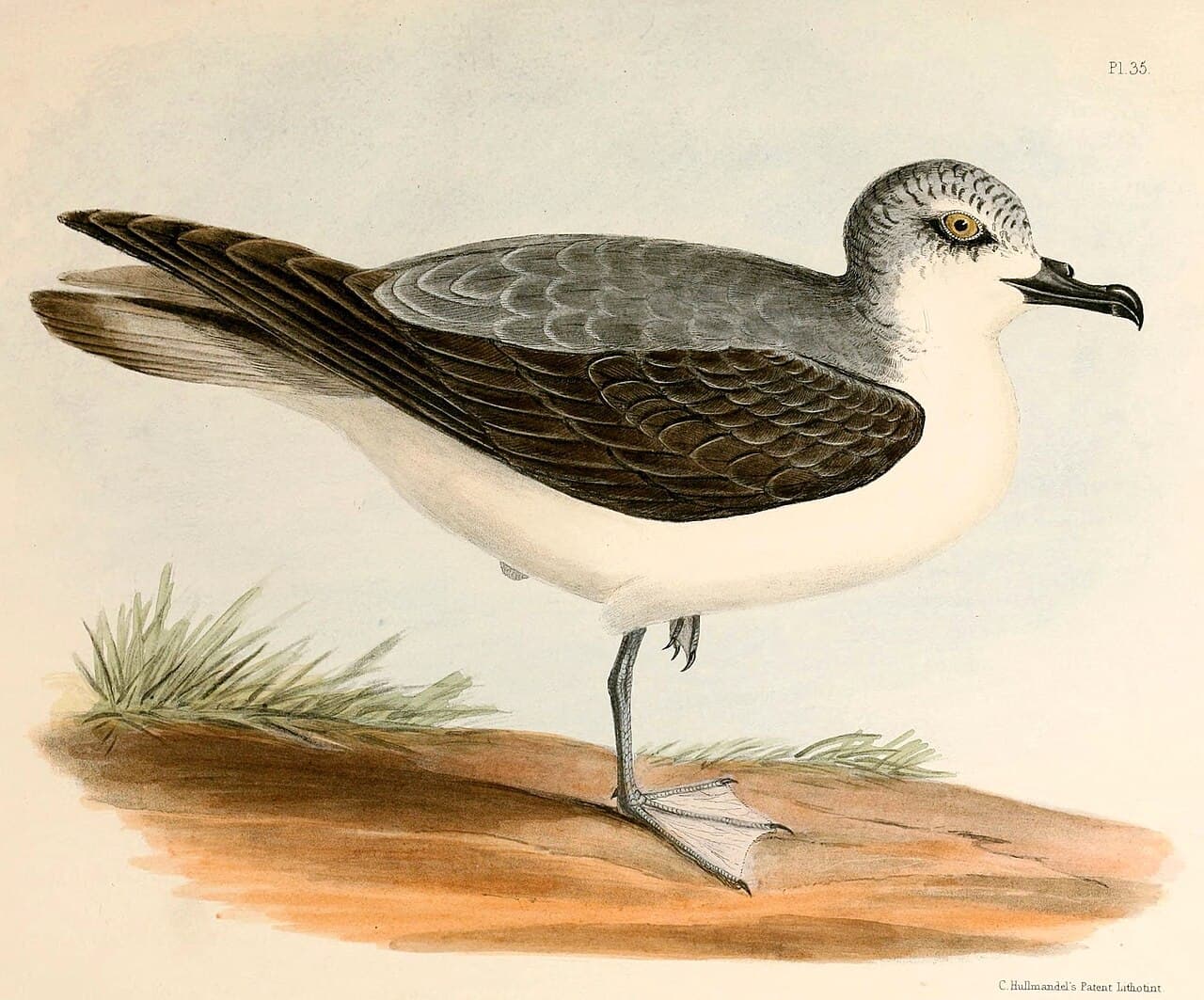 Cook's Petrel