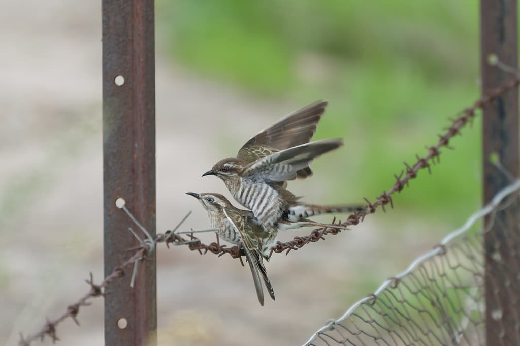 Horsfield's Bronze Cuckoo